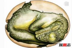 世界上最古老蛋，2.8亿年前的史前恐龙蛋(史