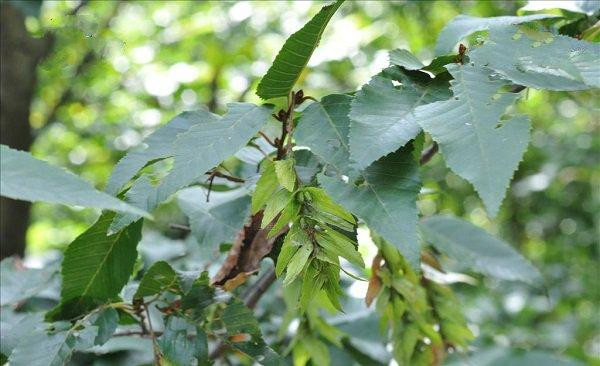 普陀鹅耳枥 地球仅存一株