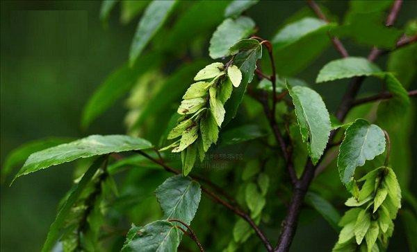 普陀鹅耳枥 地球仅存一株
