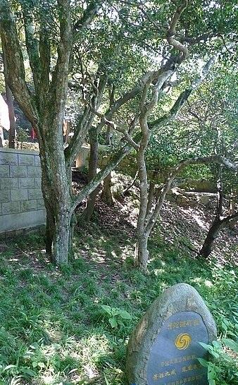 普陀鹅耳枥 地球仅存一株