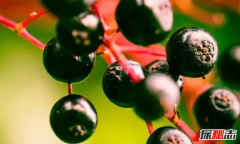 比砒霜还毒?盘点十大有毒快速致死食物,说不定你