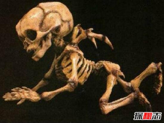 考古发现真实天使的残骸,脊部长有翅膀(婴儿天