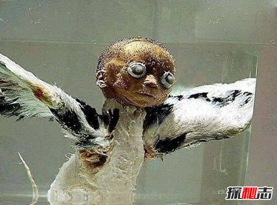 考古发现真实天使的残骸,脊部长有翅膀(婴儿天
