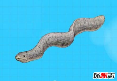 史前巨兽古杯蛇，体长10米能捕食鲨鱼的巨型海蛇