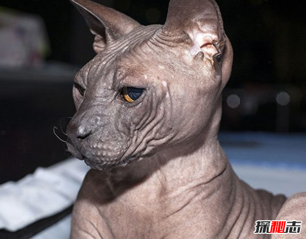 猫有哪些品种带图片?世界12大最奇异的猫品种
